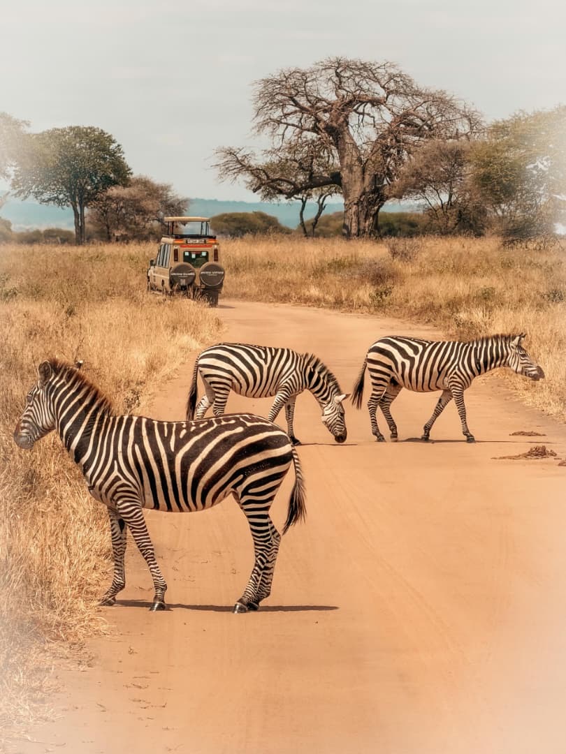 Zebras crossing a dirt track between baobab trees