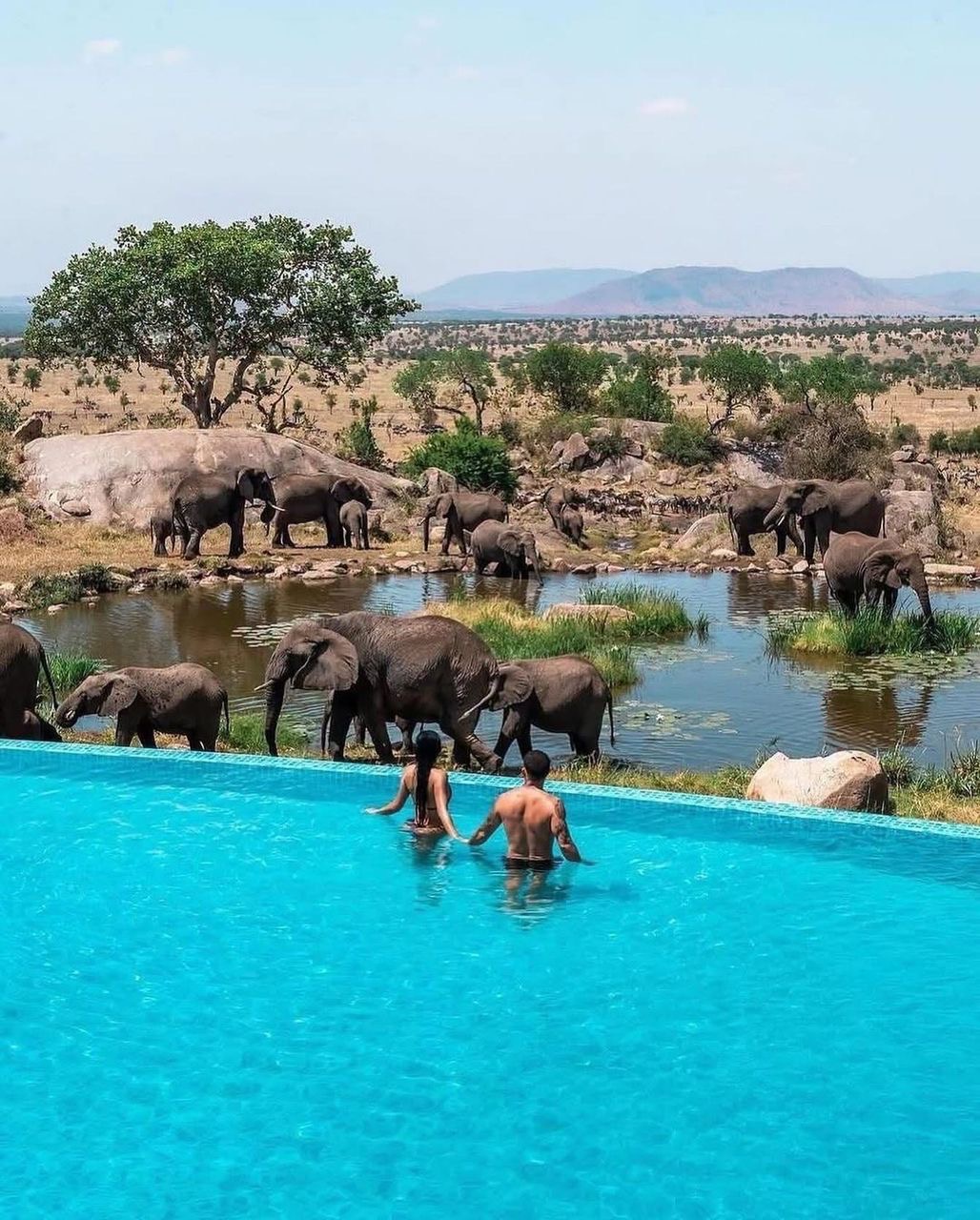 Elephants gathered at a waterhole, seen from a lodge pool
