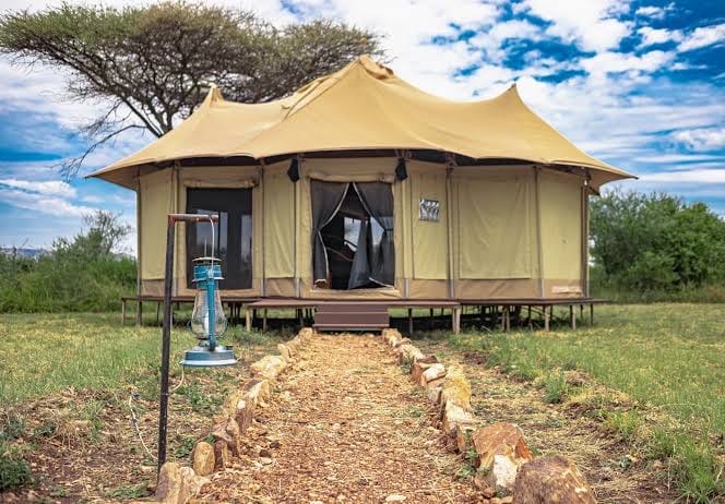 A canvas safari tent on a raised deck beneath an acacia