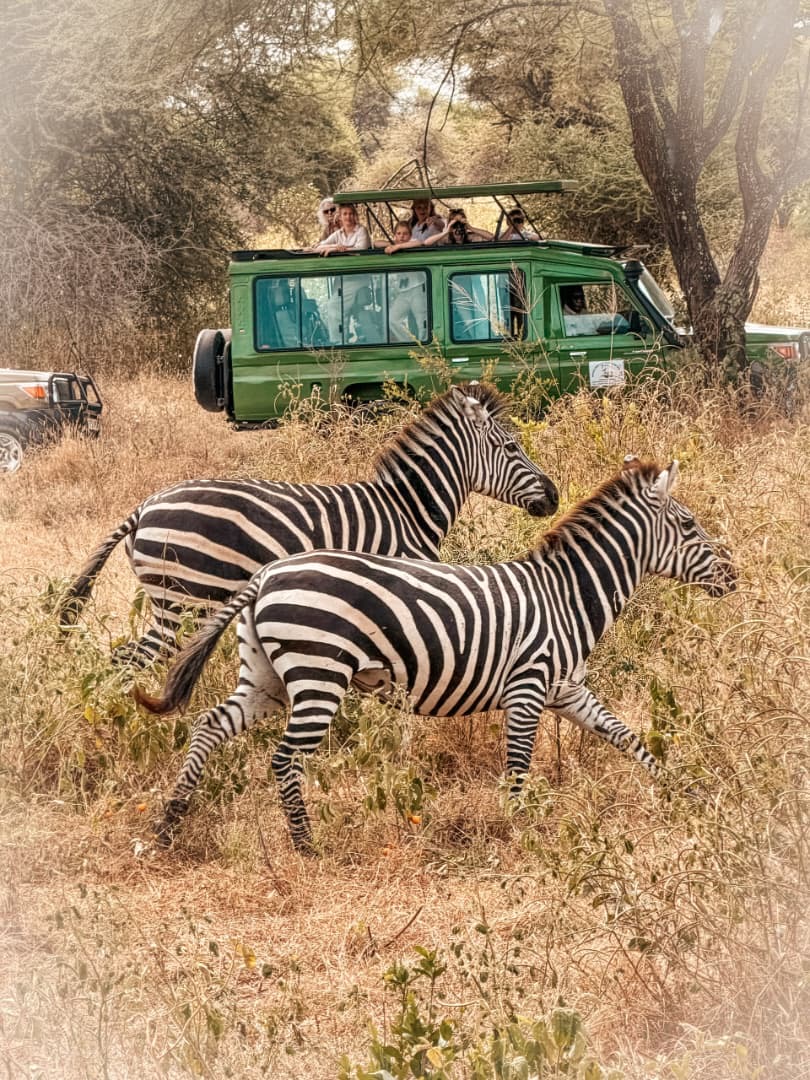 Zebras grazing beside a safari vehicle on a game drive