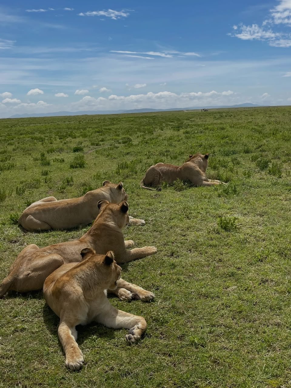 A pride of lions resting together on open grassland