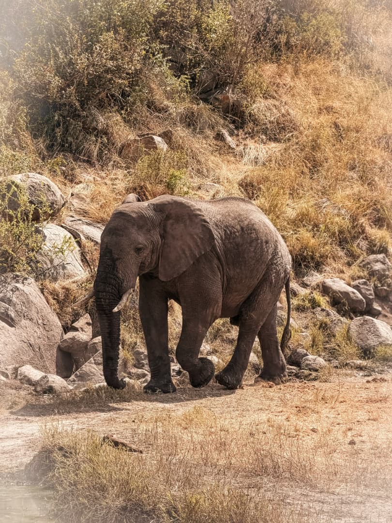 An elephant grazing on a rocky hillside